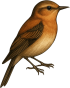 myrte_vogel_02